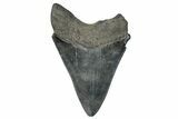 Serrated, Fossil Megalodon Tooth - South Carolina #272484-1